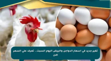 تغير جديد في أسعار الدواجن والبيض اليوم السبت.. تعرف على السعر الآن
